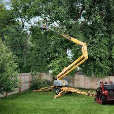 Best Root Management and Removal  in Ephraim, UT