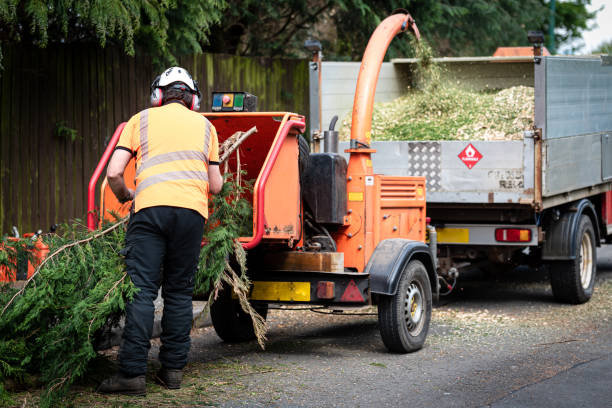 Best Tree Health Inspection  in Ephraim, UT