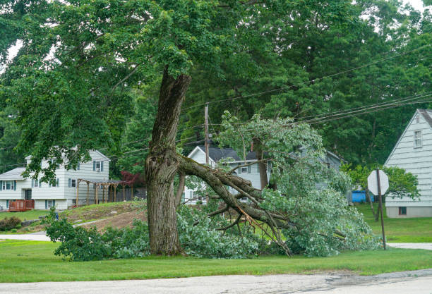 Best Emergency Tree Removal  in Ephraim, UT