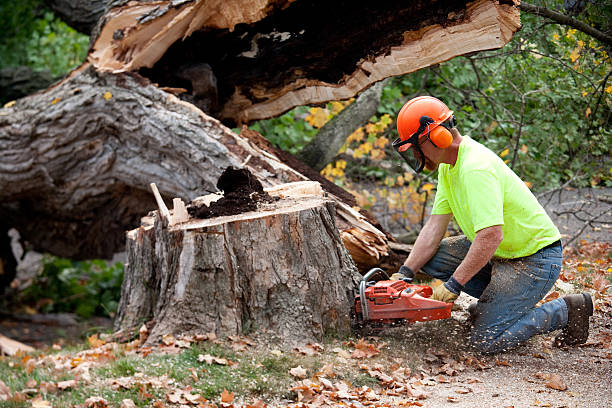 Best Stump Grinding and Removal  in Ephraim, UT