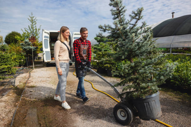 How Our Tree Care Process Works  in  Ephraim, UT