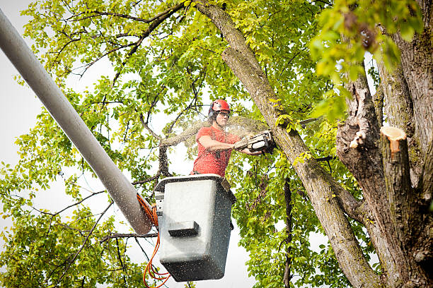 Professional Tree Removal in Ephraim, UT